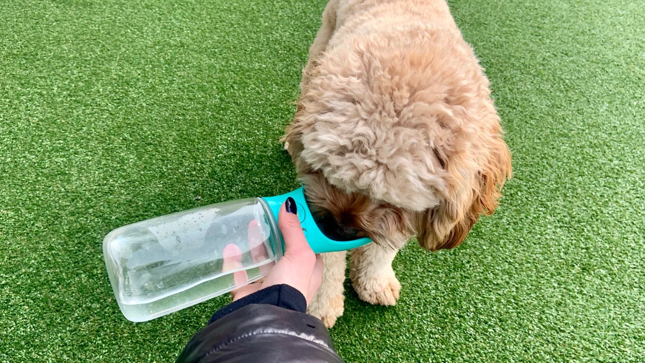 Dog drinking from a water bottle.