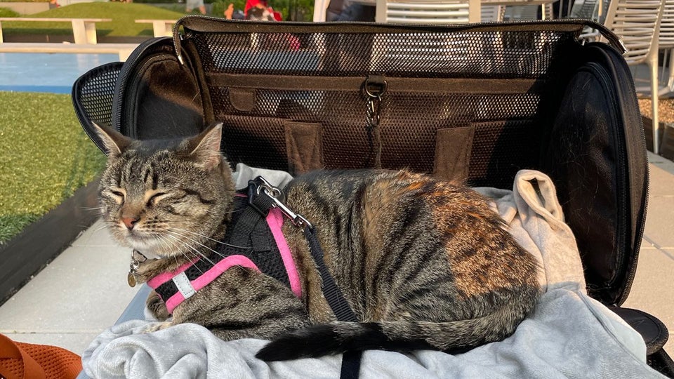 A brown cat laying on a blanket inside of a pet carrier.