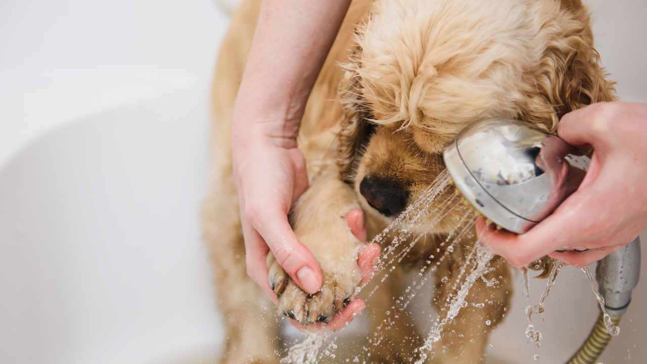 A light brown puppy getting a bath.